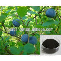 High Quality Bilberry extract